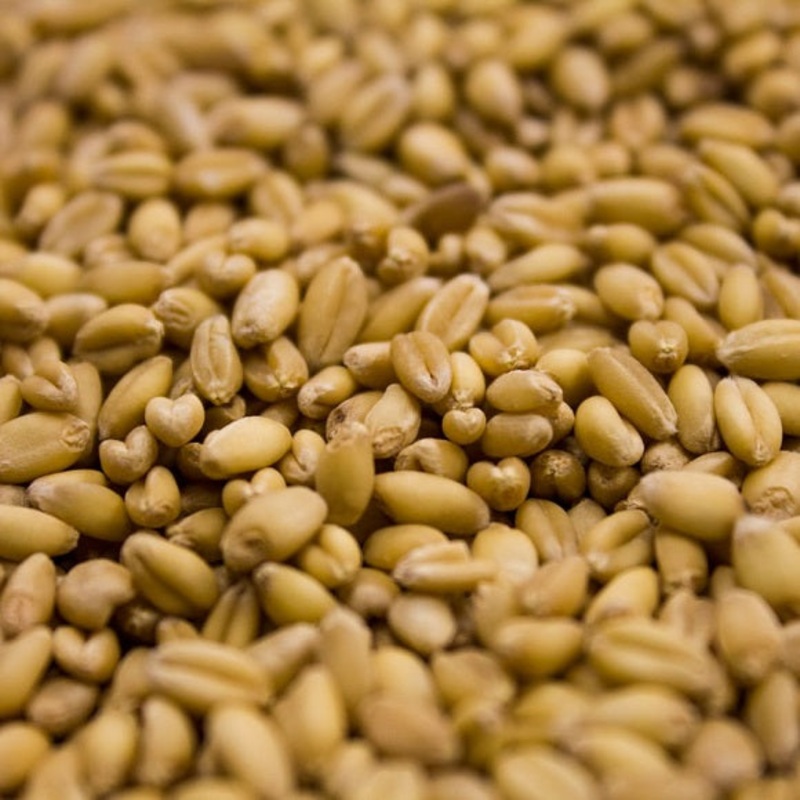 Rahr Malting Co: Unmalted Wheat