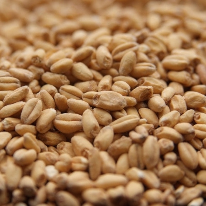 Rahr Malting Co: White Wheat|lb|oz|Bag 55