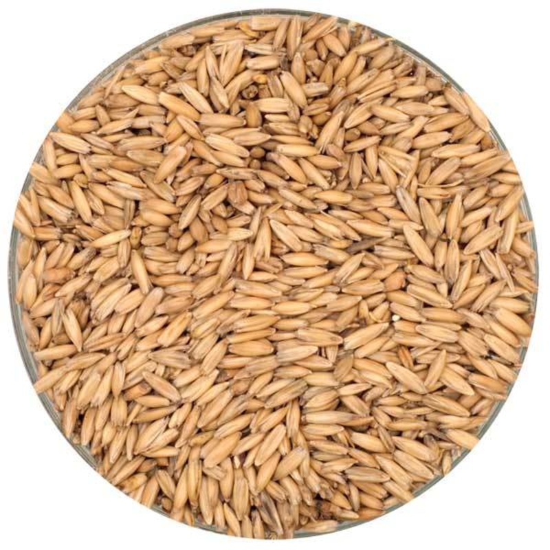 Oat Malt – Montana Craft Malt|One pound|Ten pounds|Unmilled|Crushed