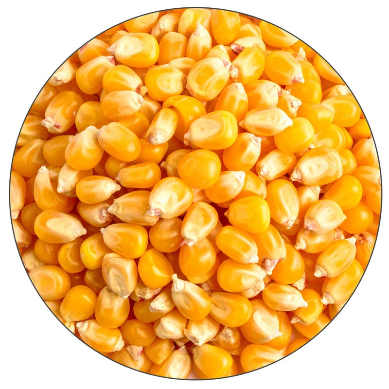 Corn Malt – Root Shoot Malting