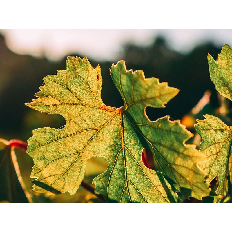 Ad Infinitum Wine Club – Ulithorne