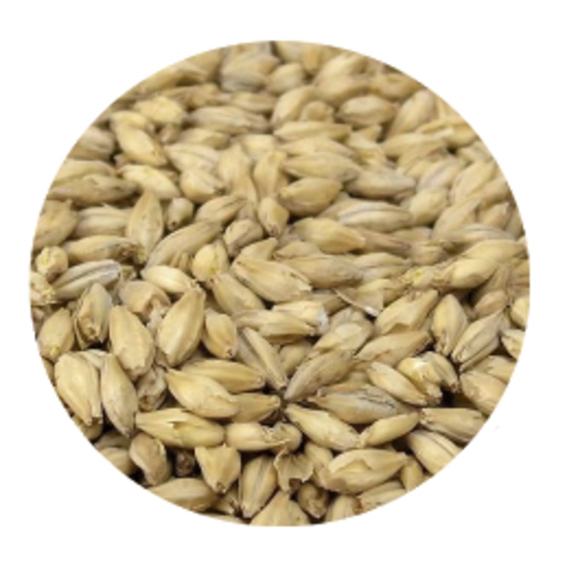 German Pilsner Malt – Best Malz (per lb)