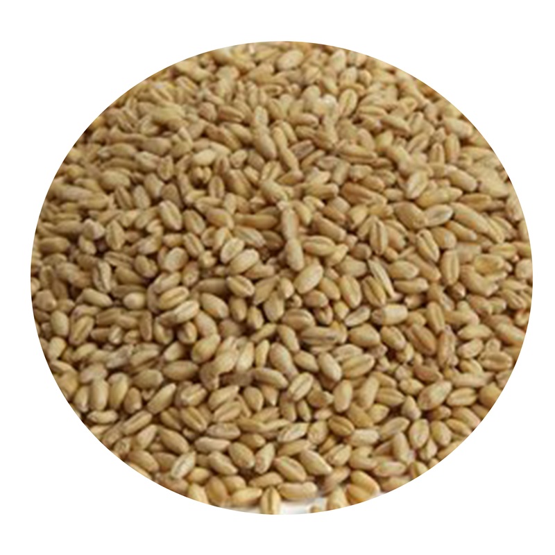 Raw Wheat Malt – Great Western (per lb)
