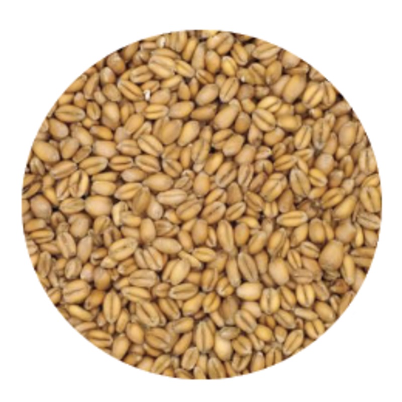 Torrified Wheat Malt – Great Western (per lb)