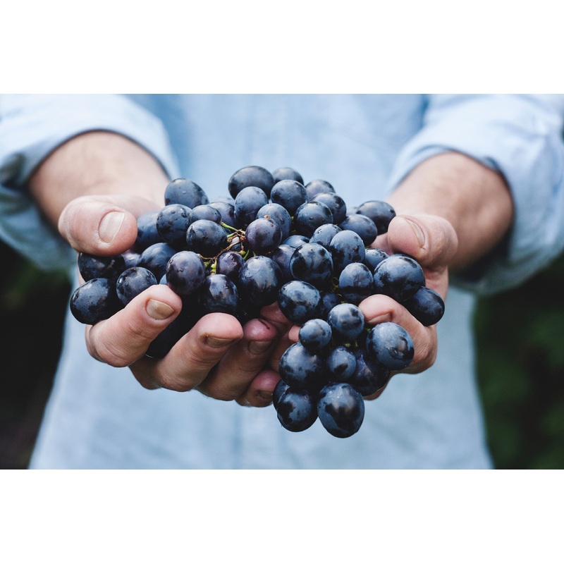 Italy’s Noble Nebbiolo Wines & Emmi Roth Cheese