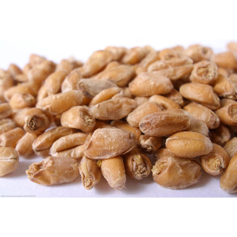 Red Wheat Malt  – 50 lb bag