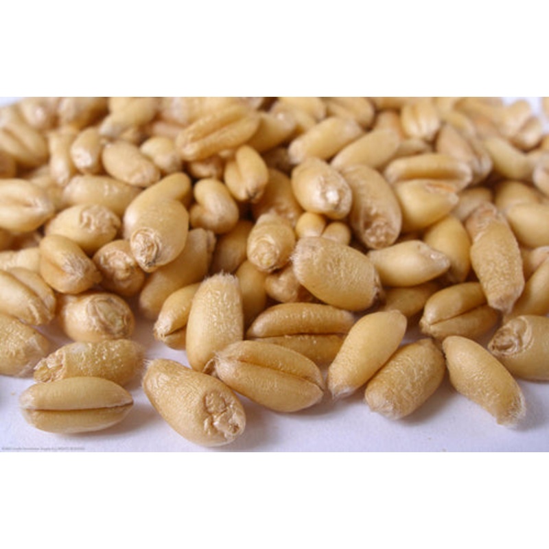 Torrified Wheat Malt  – 50 lb bag