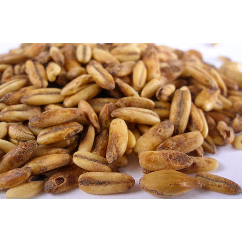 Golden Naked Oats Malt  – 50 lb bag
