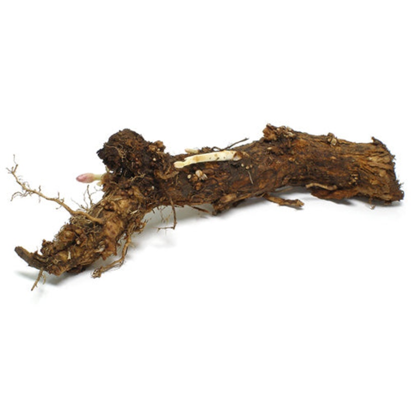 Willamette Hop Rhizome