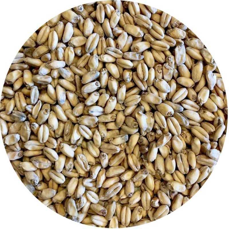 Best Malz Spelt Malt – lb|Yes|NO