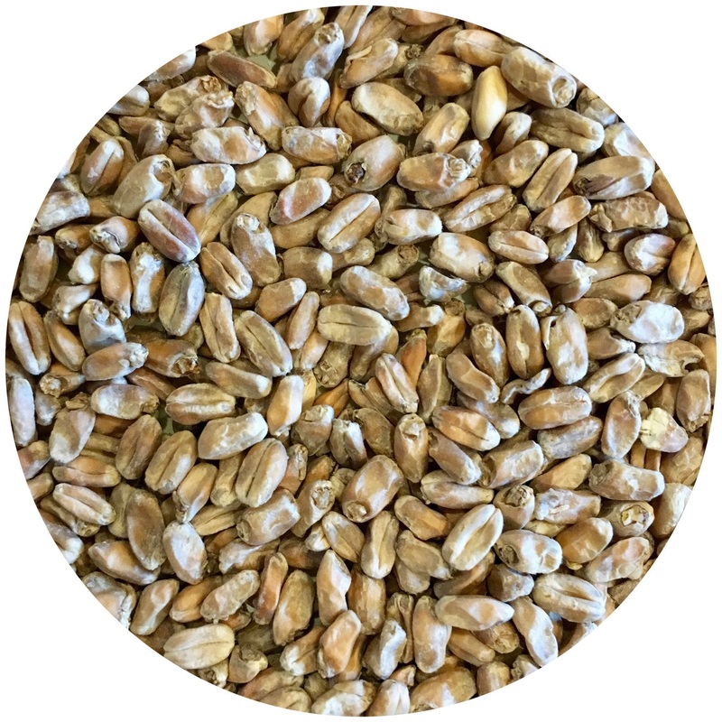 Mecca Grade Wickiup (Hard Red Spring Wheat) Malt – lb