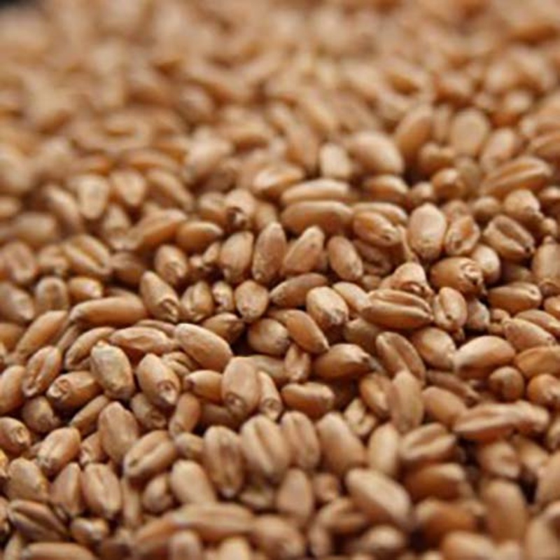 Unmalted Wheat – 50 lb bag
